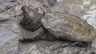 TPWD offering up to $2,000 for reporting alligator snapping turtle poachers