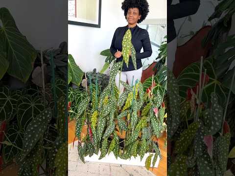 Polka Dot Begonia Wall - #plants #indoorplants #plantlover #plantcare #houseplants #begoniamaculata