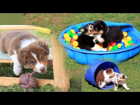 Welpenaufzucht Soulwind Australian Shepherds