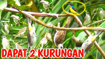 Mikat Burung Kolibri Ninja/Konin Sampai Dibikin Pusing | Dapat 2 Kurungan