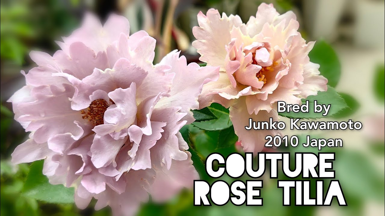 COUTURE ROSE TILIA ROSE plant by Junko Kawamoto 2010 Japan Rosa