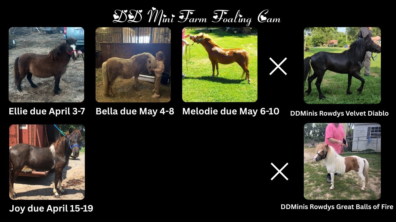 3/6/26 DD Mini Farm Miniature horse watching