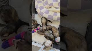 Too many ferrets..not enough peace 😂🐾#ferret #ferretlife #ferretgroup #cutepets #funnyanimals #pets