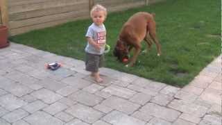 Linus the Boxer loves playing in the backyard by SherBenn 785,145 views 11 years ago 2 minutes, 7 seconds