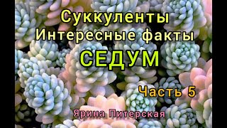 Суккуленты. Интересные факты. Часть 5. Седум.