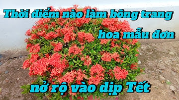 Thời điểm nào làm bông trang - hoa mẫu đơn - nở rộ vào dịp Tết