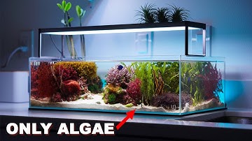 REEF TANK TOURS - "macroalgae aquarium" - PRIVATE SHOWROOM ( 3 x Nano saltwater tanks)