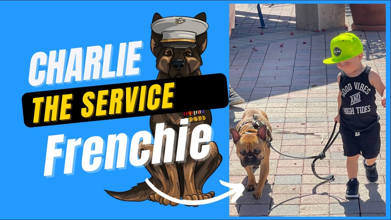 Charlie the Frenchie service dog - YouTube