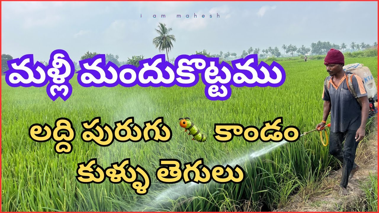 మనపొలంలో మందు 🧪 కొడుతున్నాము లద్ది పురుగుకి #1million #farming #agriculture #trending 