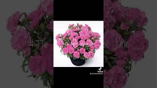 Гвоздика Вегетативная в Ассортименте. Осень-2025 WhatsApp +79234841984(заказ) #гвоздикавегетативная