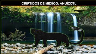 Criptidos de México #2|Ahuízotl|El perro de agua| CRIPTOZOOLOGIA.