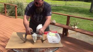 How to Make a European Mount with a deer skull Stage 1