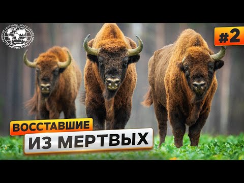 Животный мир Кавказа. Зубр | @Русское географическое общество