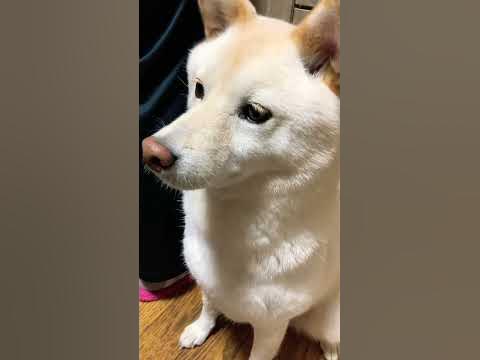 柴犬 ひげ