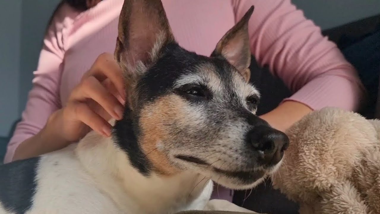 ♡ Giving my dog ASMR scratches and pets ♡