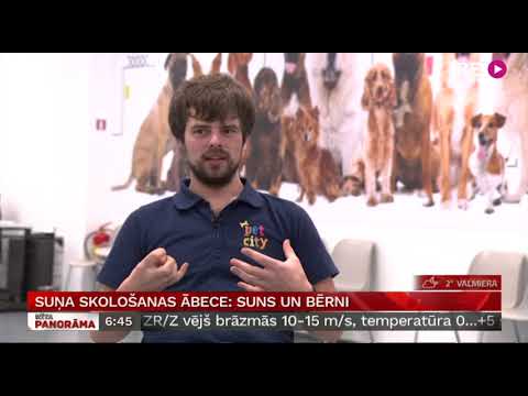 Video: Kā Noteikt, Vai Suns Ir Dzemdībās