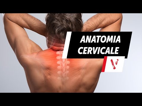 Cervicale: anatomia e movimenti