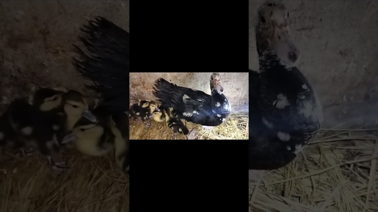 البطه فقست وعمر البط #٧ايام بس خدي بالك من الغلطه دي اوعي تحصل معاكي #اكسبلور