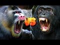 CHIMPANZÉ vs BABUINO - [ Qual é o mais forte? ]