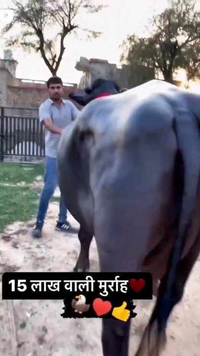 top murra bas in haryana for sale 🐃👍♥️👿#shortvideo #viral