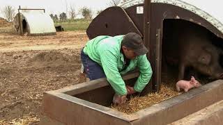 Fostering Techniques For Pigs - Outdoor Breeding