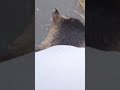 2025年6月11日 浜名湖の天使たち~ 雨の中でもお出迎えをして頂いた猫様達 神様達 #大天使 #癒し