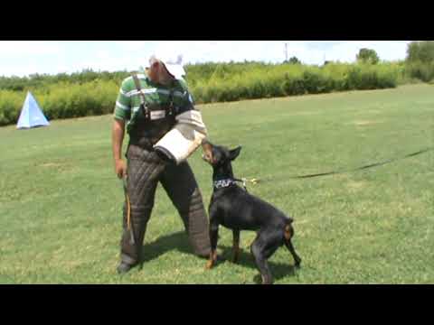 Doberman Protection / Ken White seminar