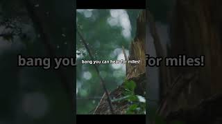 The Exploding Trees #earth #facts #trending #shorts #discover #reels #nature #fyp #tree #fire