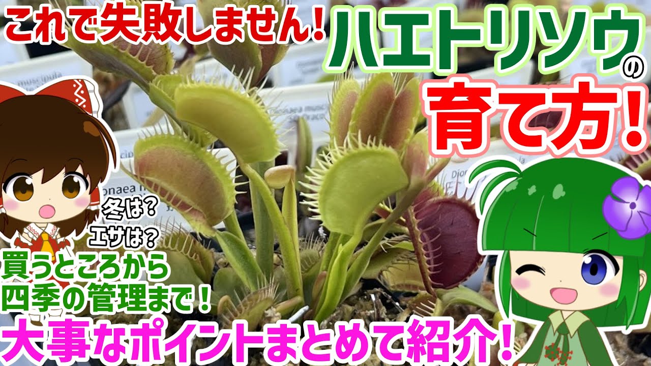 ハエトリソウの育て方！これで失敗しません！買うところから四季の管理まで大事なポイント全部解説！【初心者向け】