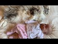 7 STAGES OF A CAT BONDING WITH NEWBORN BABY | MAINECOON