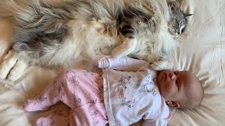7 STAGES OF A CAT BONDING WITH NEWBORN BABY | MAINECOON