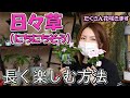 日々草 管理方法・長く楽しむ方法【おうちでガーデニング】開花園チャンネル