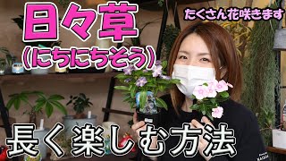 日々草 管理方法・長く楽しむ方法【おうちでガーデニング】開花園チャンネル