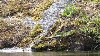 Alvéoloa-cinzenta (Motacilla cinerea) no Rio Alfusqueiro - Viseu - Portugal