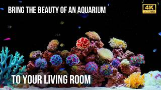 🐠 Akuarium Tenang 4K untuk Tidur & Fokus | Ambience Akuarium 12 Jam dengan Suara Air Murni