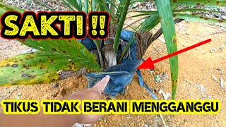 Cara mencegah dari hama tikus pada kelapa sawit baru tanam | Terbukti ampuh