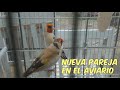 NUEVA PAREJA EN EL AVIARIO | CRIA 2020