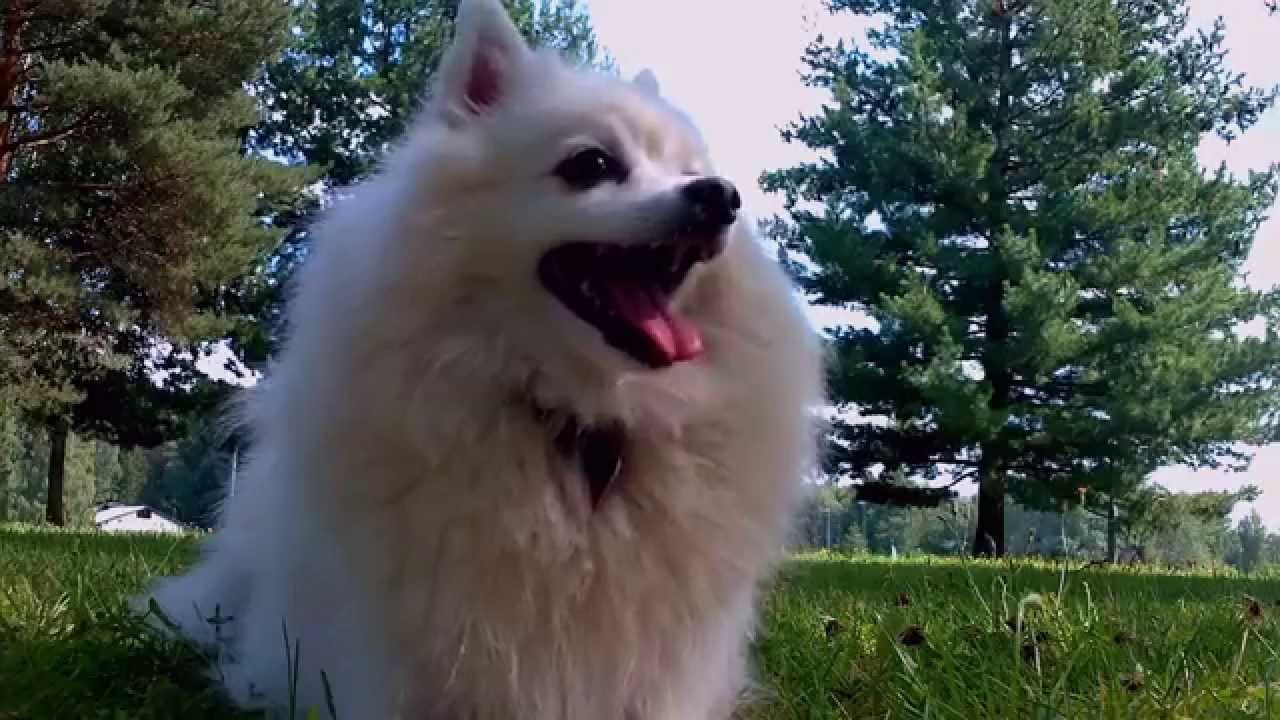 does the japanese spitz have infectious disease