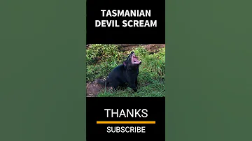 TASMANIAN DEVIL SCREAM Scream Devil Animals Sound 