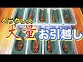 世界最大!蛹!そして羽化した「ヘラクレスオオカブト」を掘り出していく
