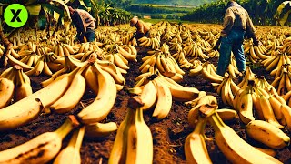 This is How Millions of Bananas are Processed Every Day🍌