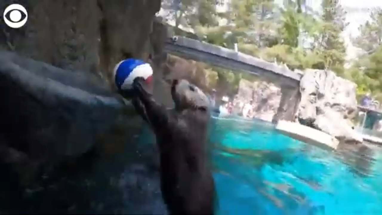 Sea otter slam dunks basketball at Oregon Zoo YouTube