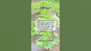 سورة المائدة ٧٨-٧٩ #قرآن #قرآن #قران #اكسبلور #قرآن_كريم #قراني #quran #قرأن #قران_كريم