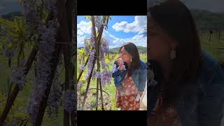 Italy Winery Visits Trip 15/4/2023 Ⅱ Antinori Winery