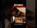 隠れたつもりの猫ｗｗ