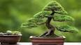 The Enchanting World of Bonsai: A Guide to the Art of Miniature Trees ile ilgili video