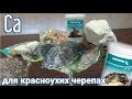 Кальций для красноухих черепах. Cа в чистом виде