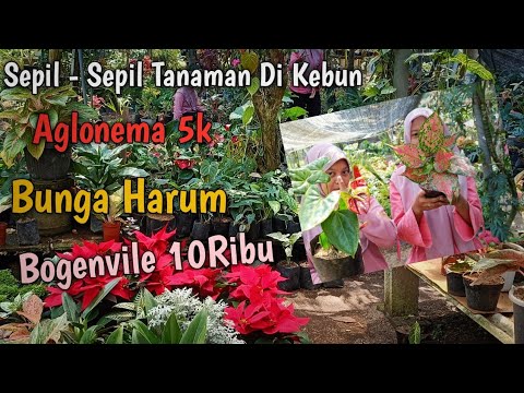 Video: Yang merupakan tanaman hias?