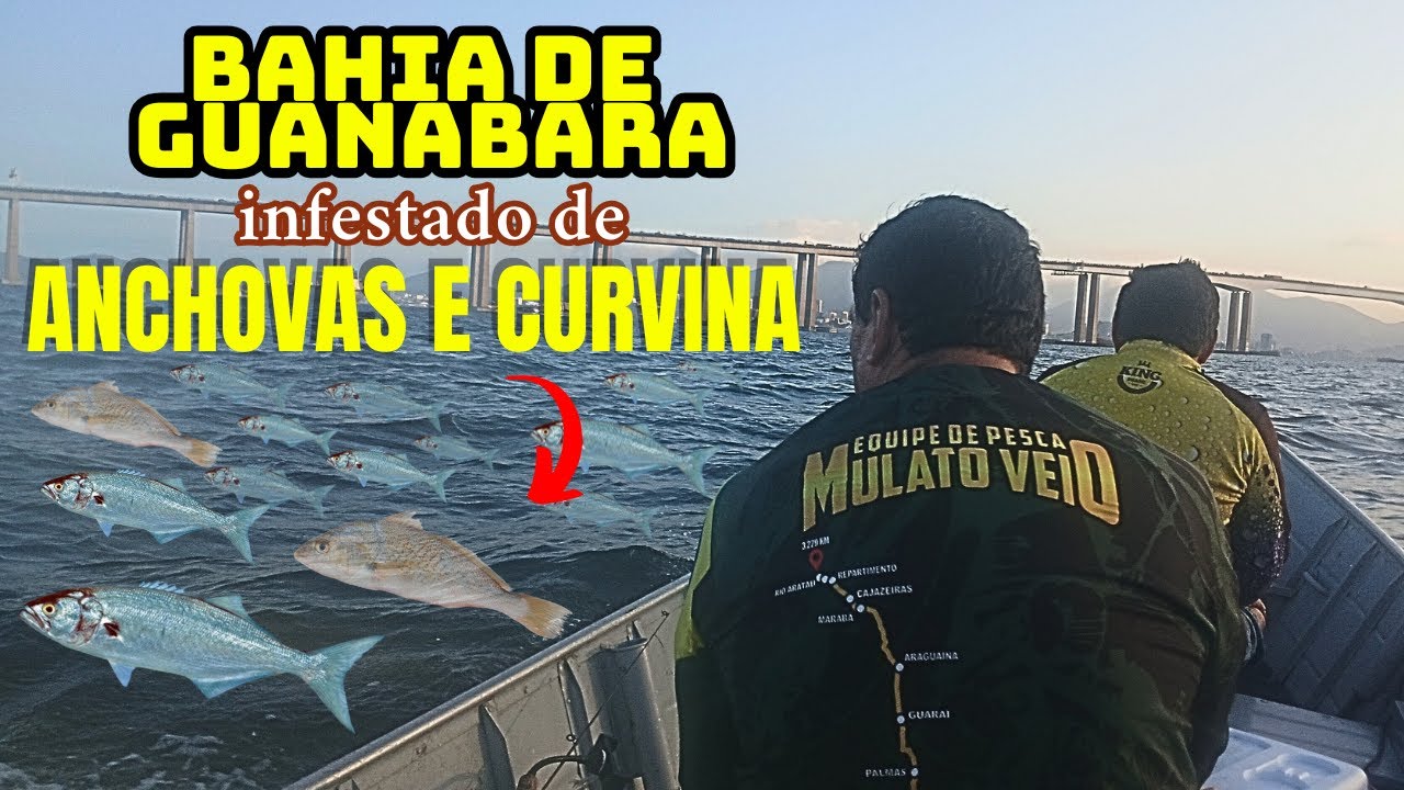 PESCA RAIZ CURVINAS COCUDA BAHIA DE GUANABARA