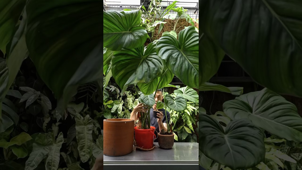 buy zz plant uk Zamioculcas Zamiifolia | London